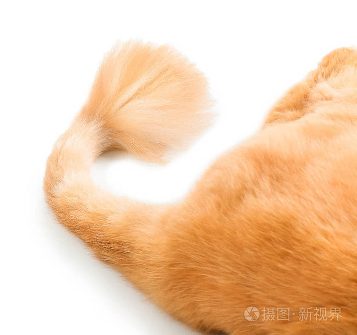 白色背景上可爱的红色波斯猫的尾巴