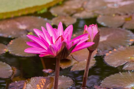 荷花开花的过程睡莲黑公主开花,荷花盛开,水生植物盛开,睡莲盛开照片