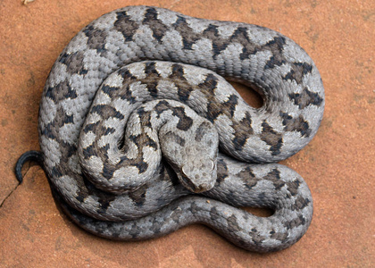 北美洲爬虫1838索胡雷克的电锯毒蛇, echis 刀背 soc