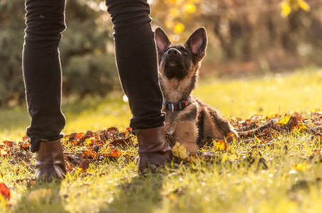 德国牧羊犬幼犬的训练照片