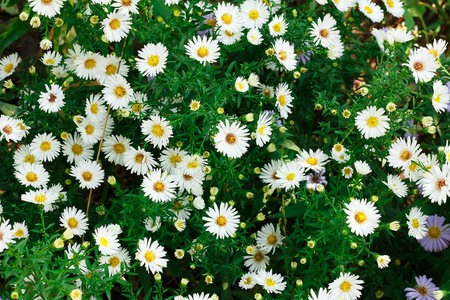 作为背景的小雏菊图片