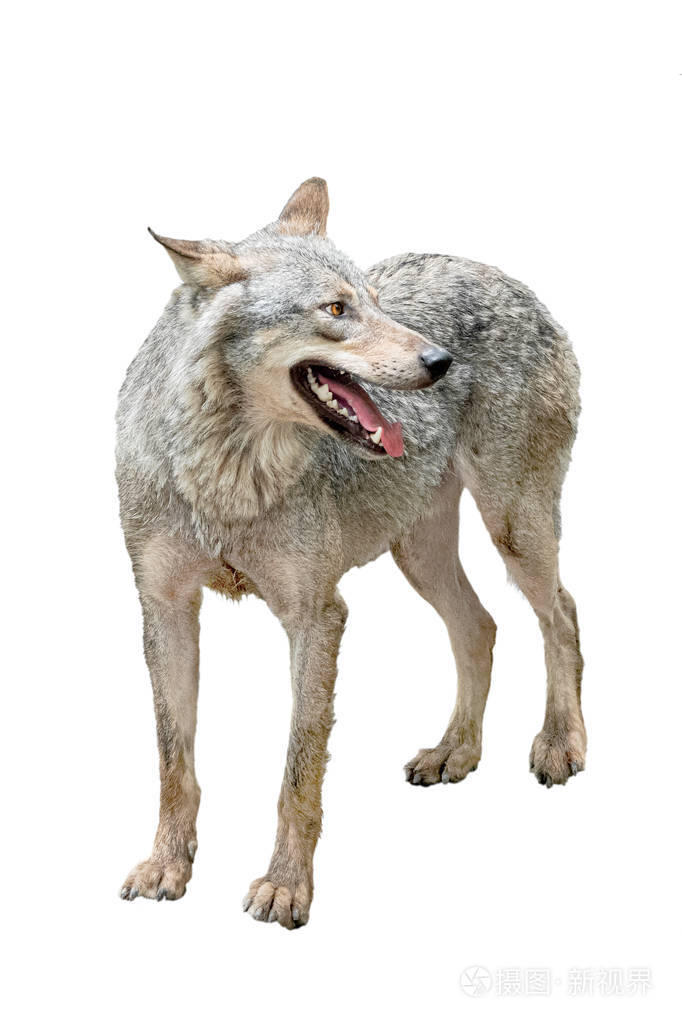 wolfwithopenmouthisolatedonawhite