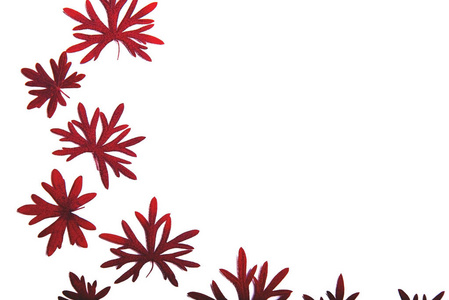 白底红叶和紫红色叶子图片