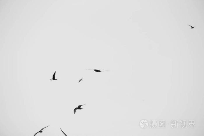 银雀。天空中的鸟儿。黑白照片