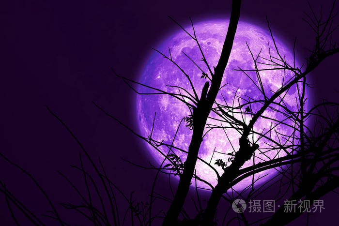 超暗收获夜空紫月背干枝树照片 正版商用图片2or12k 摄图新视界 超暗收获夜空紫月背干枝树照片 正版商用图片2or12k 摄图新视界