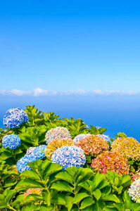 蓝色花海五颜六色的绣球花,背景是蓝色的海水.