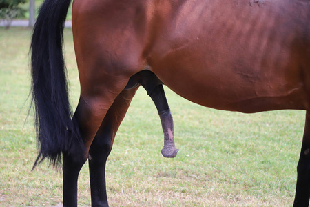 马和蛇站着的小马和竖立的大公鸡照片