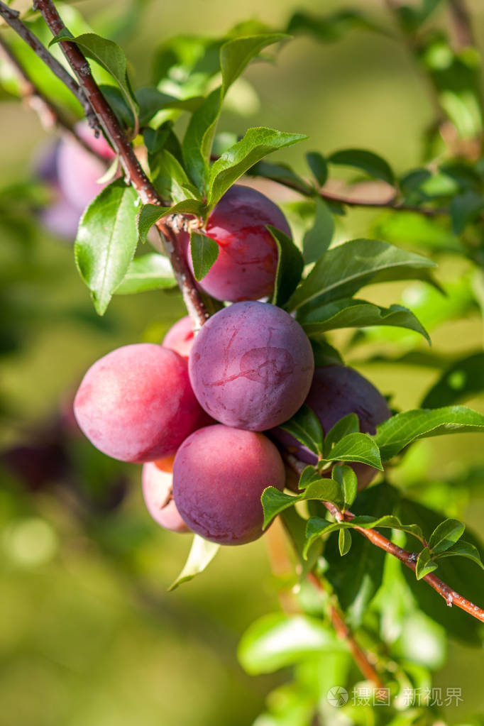 天气晴朗成熟的红果和绿叶的李子