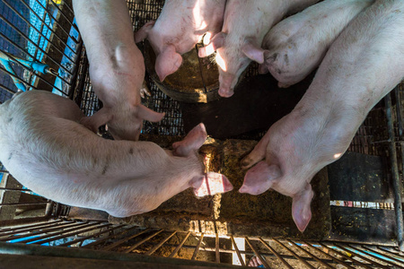 猪食传统养猪场的猪食群照片