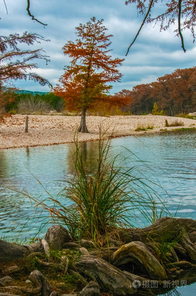秋天的风景沼泽柏树和其他有黄叶的树木