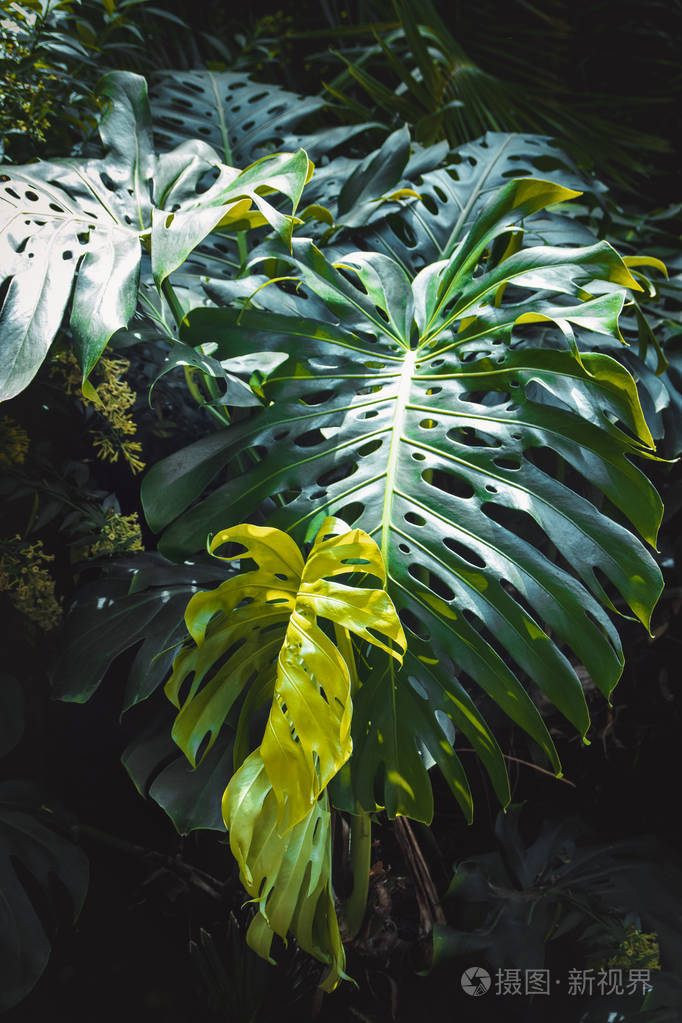 绿叶魔芋植物园中生长的植物热带森林植物常绿藤蔓抽象背景
