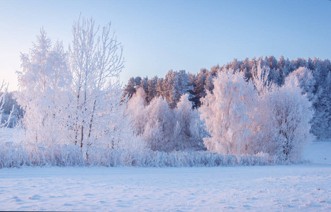 冬天雪地毛毛草冬季自然景观.早晨,雪地草地上结了霜的树照片