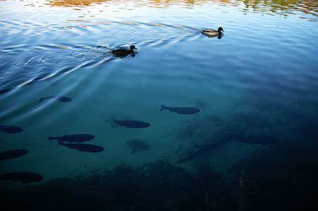 两只红色小金鱼图片-两只红色小金鱼素材-两只红色小金鱼插画-摄图新