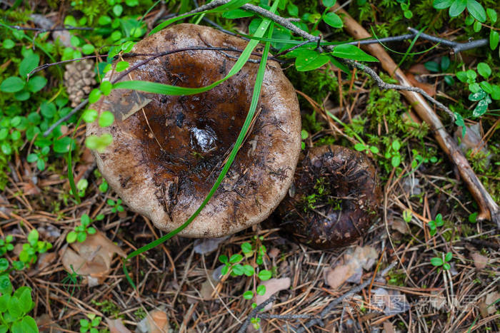 小小的黑褐色蘑菇图片