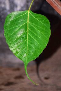 榕树叶图片-榕树叶素材-榕树叶插画-摄图新视界