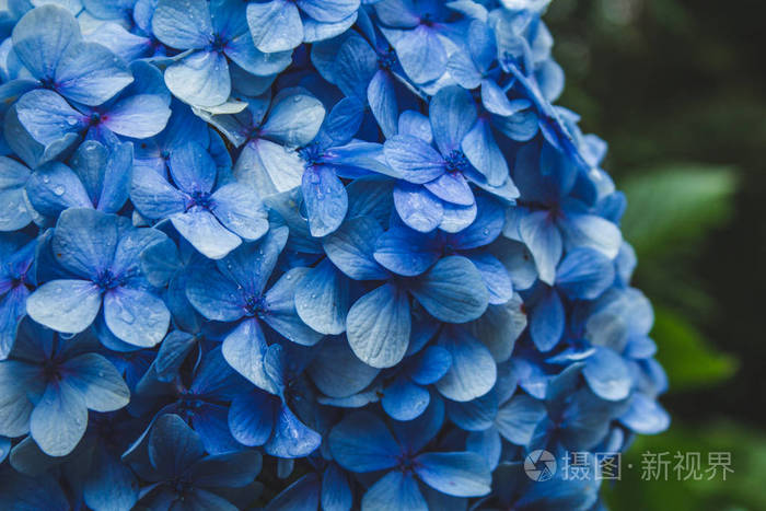 美丽的蓝色盛开的绣球花在圣米格尔岛，亚速尔群岛，葡萄牙