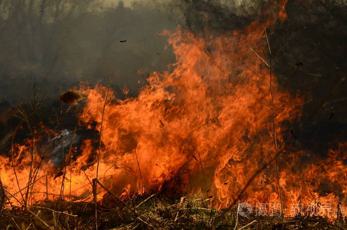 春天干涸的芦苇大火危险地靠近河边村庄的房屋,清洁着芦苇和干草.