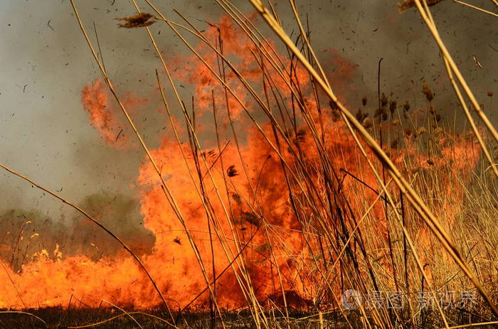 火烧草