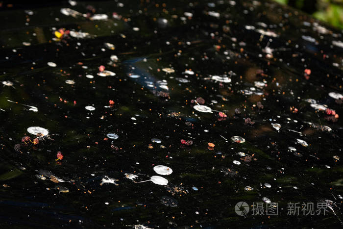 车上有很多鸟屎.车的引擎盖上有很多鸟粪.车上全是酸鸟粪.