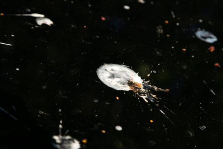 运气不好的车上有很多鸟屎.车的引擎盖和前车窗上有很多鸟粪.