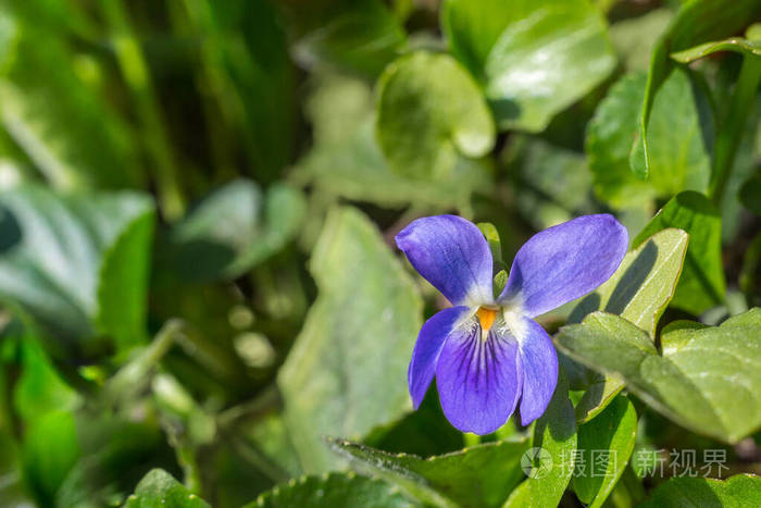 紫罗兰花spfring叶背景与复制空间