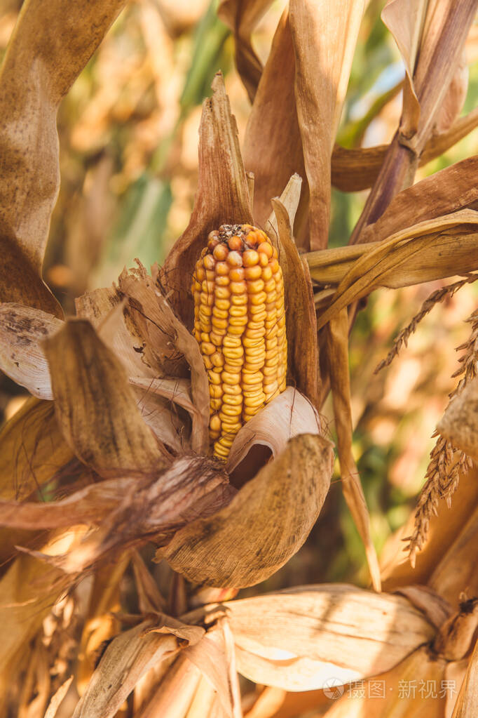 一个成熟的玉米棒子的特写镜头