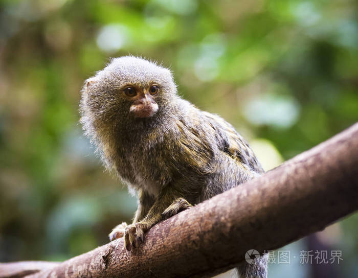 树枝上的侏儒狨猴