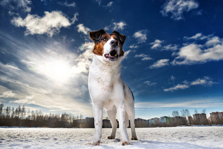 快乐的幸运狗图片