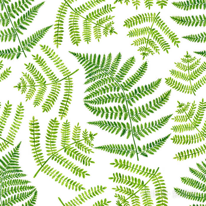 水彩绿蕨叶无缝图案.白色背景上分离出来的手绘植物插图.