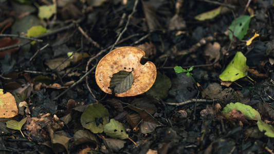 小小的黑褐色蘑菇图片