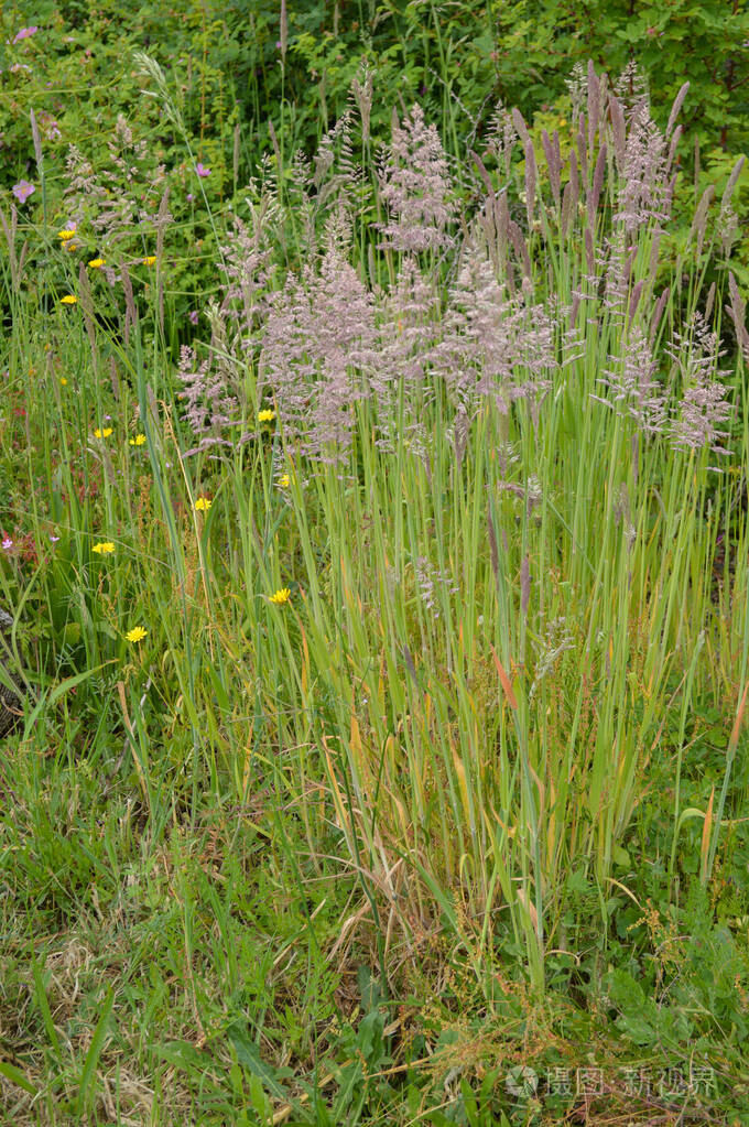 公园里杂草丛生的高大杂草