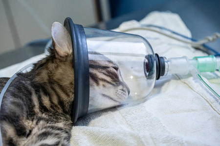 带氧气面罩的斑猫图片