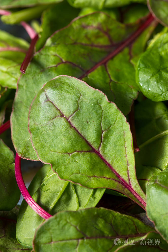 生绿色有机小甜菜绿