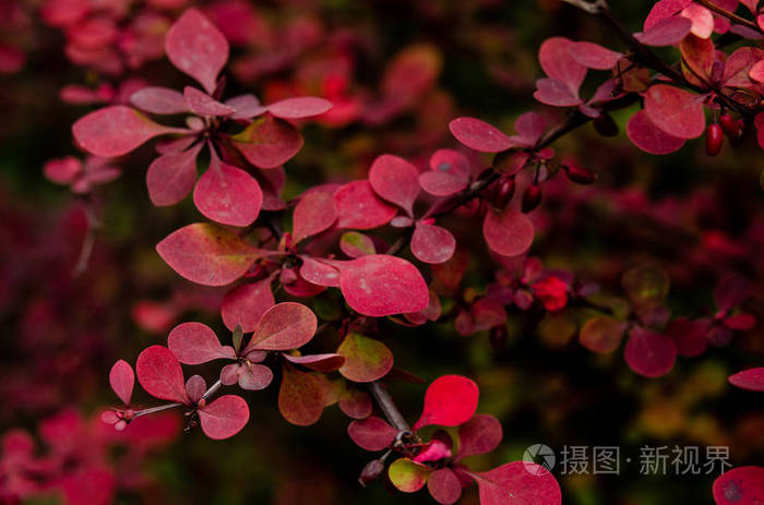 巴伯里屯堡的小灌木秋天公园里的红叶