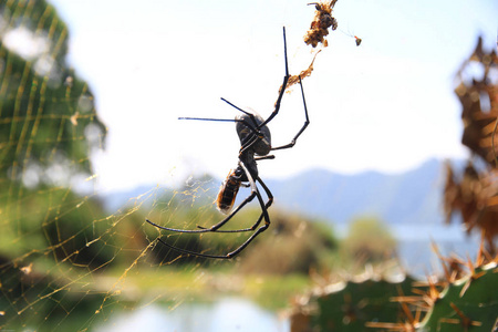 亚马逊网一张照片显示一只蜘蛛正在爬上蜘蛛网,捕猎被困住要吃掉的