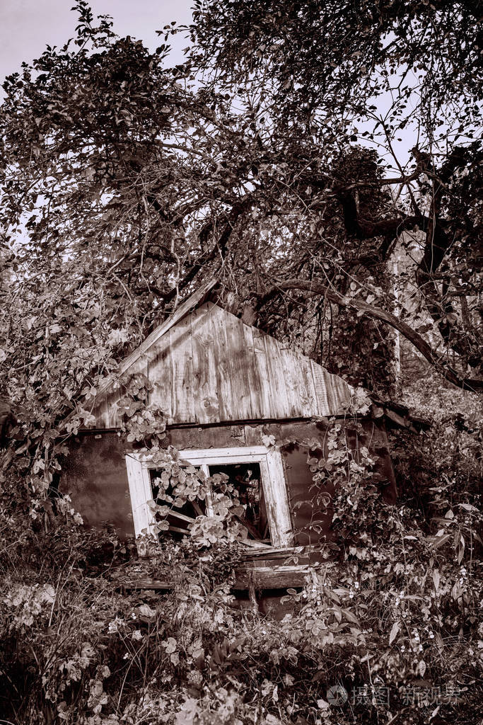 阳光明媚的一天在一片天然森林里一座破旧的木结构建筑