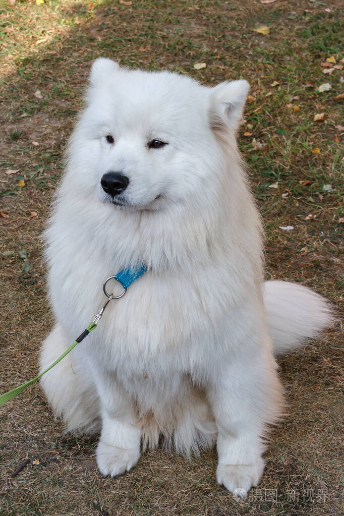 一只大而蓬松的白色萨摩耶狗的肖像