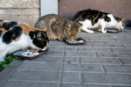 三只猫图片大全