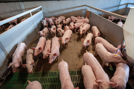 养猪业养猪业养殖猪舍猪肉养猪业养猪业养殖猪舍猪肉养猪业偶像与农业