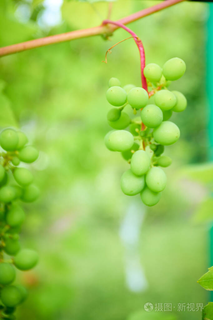 成熟的葡萄在葡萄枝上有叶子
