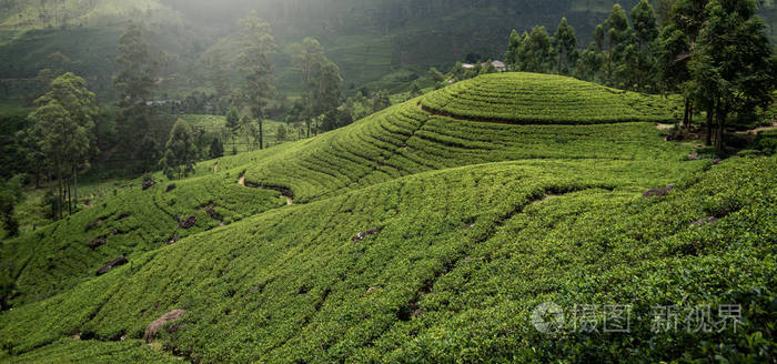 植物 场景 高地 天线 梯田 成长 山谷 亚洲 农业 旅行