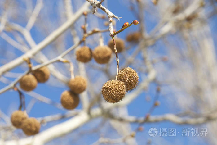 悬垂在树枝上的悬铃木的种子荚