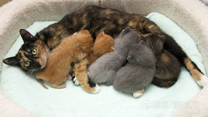 猫妈妈带着五只正在哺乳的小猫