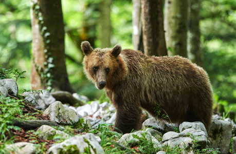 野生棕熊近景图片