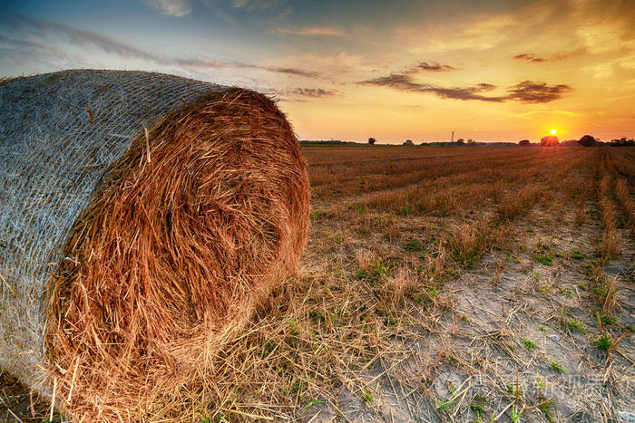 美丽的夏日落日在干草堆成的田野上