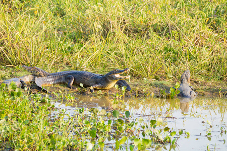 caiman which heats up in the morning sun. 照片