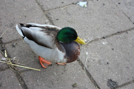 羽毛状的鸟.鹅,亮绿色的头鸭,黄色的喙和橙色的蹼鳍走在水泥地上照片