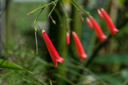 木贼花观赏园林花卉特写照片