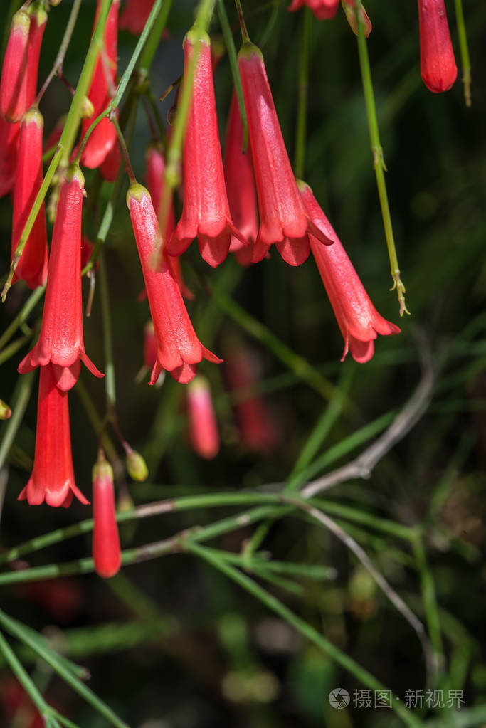 木贼花观赏园林花卉特写