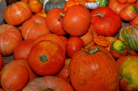 许多大南瓜图片